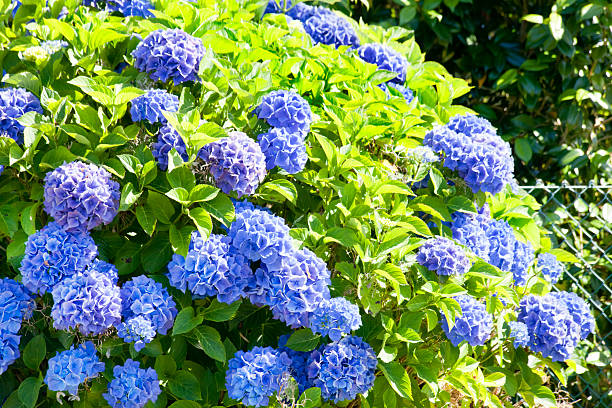 Blue hydrangeas in the sunlight and green  leaves seen along garden path , garden view. Galicia, Spain.