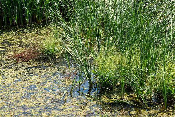 Abandoned boat among the reeds