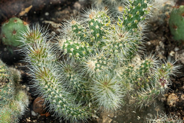 istock cactus close up macro detail of spiny cactuses 2252578749