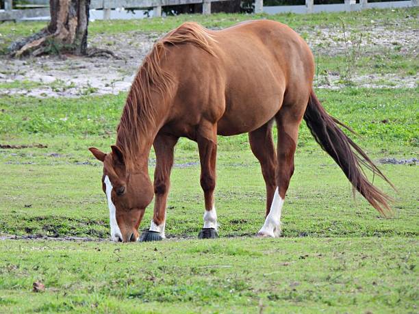 A horse stands gracefully in a serene countryside meadow, exuding calmness and dignity. The verdant grass and budding trees create a tranquil pastoral backdrop under the bright sunlight of a clear spring day.