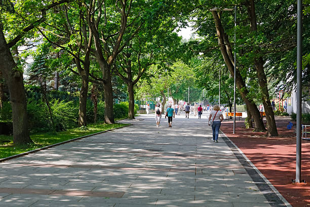 Kolobrzeg, Poland - June 12, 2019: There is a wide alley for pedestrians along the park, where many old, lush trees grow. This avenue serves both locals and tourists.