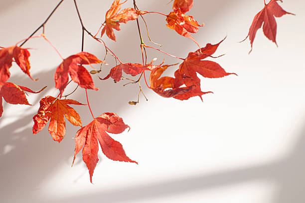 istock maple autumn leaves on white isolated background 2252579202