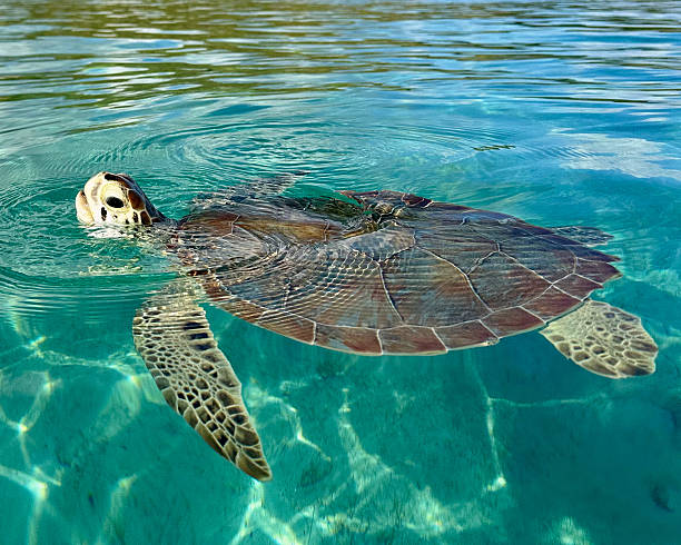 istock A green sea turtle gliding through blue tropical water 2252579525