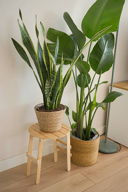 istock Indoor plants enhance decor in bright living space 2252579544