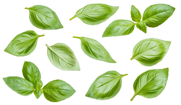 istock Fresh basil leaves isolated on white background. Italian spice, sauce base. 2252580959