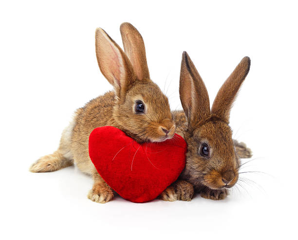 Two adorable brown bunny rabbits sitting together with a decorative red plush heart, isolated on a white background. Perfect for Valentine's Day, love themes, and Easter celebrations.
