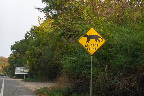 istock A roadside caution sign with a black jaguar silhouette stands before dense green jungle foliage on a paved Mexican highway at sunset. 2252584714