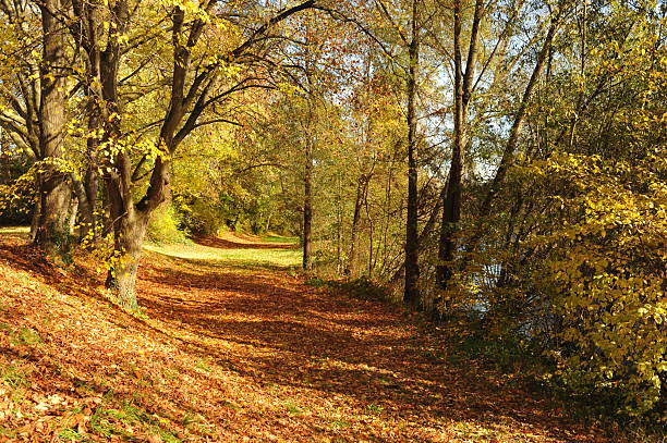 Pforzheim, Germany Dezember Sunlit riverbank trail lined with trees, bright autumn canopy drops leaves onto soft dirt path, gentle
