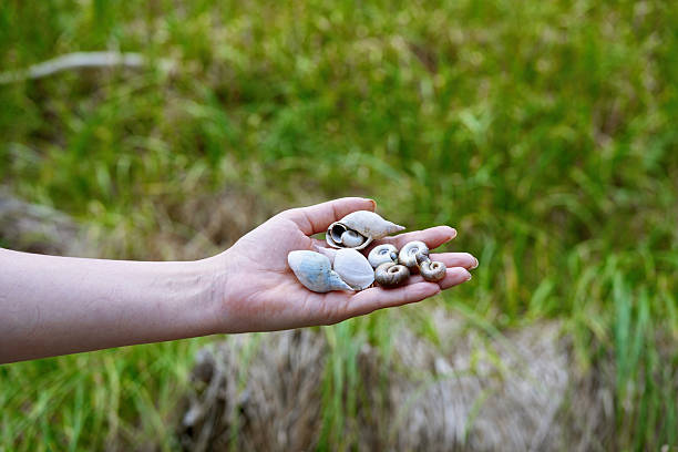 istock Close-up of a handful of empty pond snail (Lymnaea stagnalis) shells. 2252585588