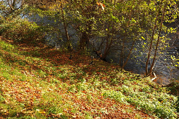 Pforzheim, Germany Dezember grassy slope scattered with autumn leaves, gentle incline leading to shimmering river under dappled