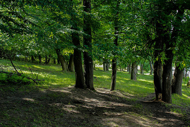 The interplay of light and shadow amidst lush tree canopies. A versatile background for eco-friendly and organic designs.