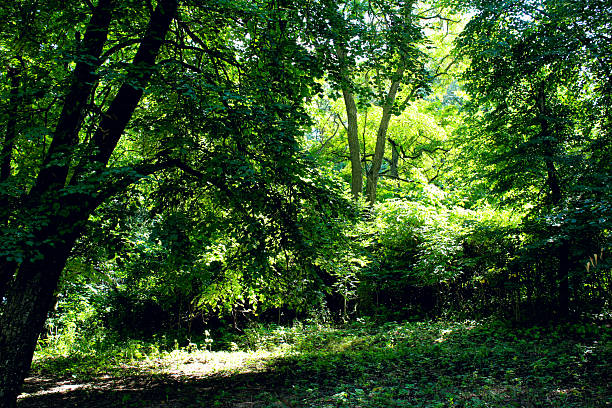 The interplay of light and shadow amidst lush tree canopies. A versatile background for eco-friendly and organic designs.
