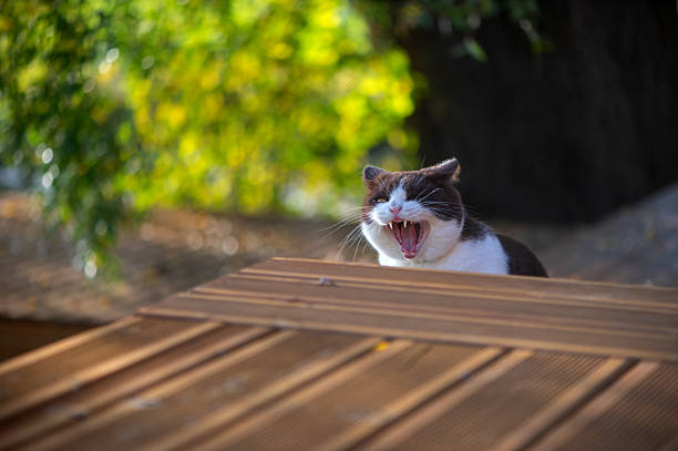 istock Cute british shorthair cat opens mouth wide in a teeth displaying, ferocious seeming yawn. 2252587666