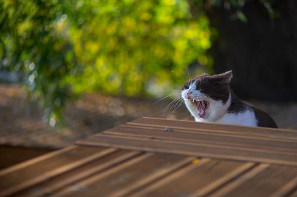 Cute british shorthair cat opens mouth wide in a teeth displaying, ferocious seeming yawn. This gives the appearance the cat may be yelling or shouting.
