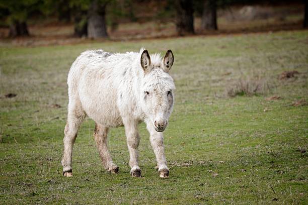 A small white horse walks in a green pasture in north Idaho.