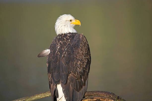 istock Close up of eagle on a branch. 2252591923
