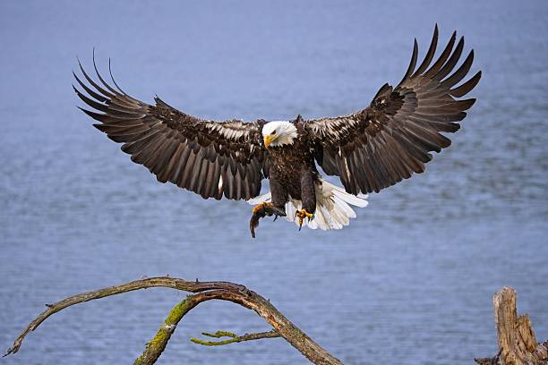 A bald eagle with a fish in ots talon comes in for a landing on a branch in north Idaho.