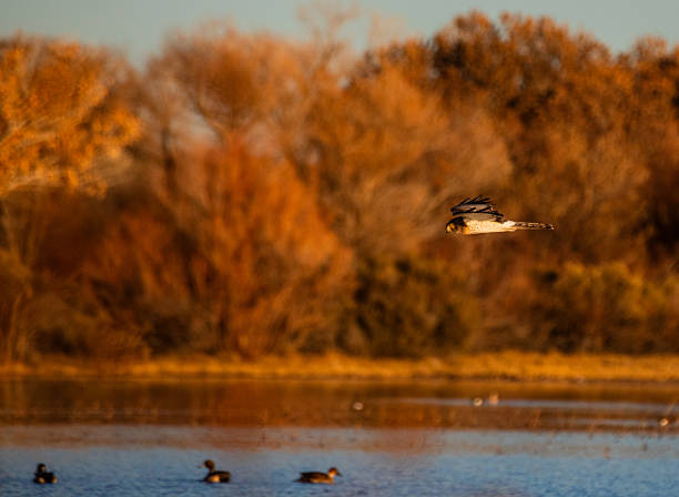 istock Northern Harrier Hunting 2252592698