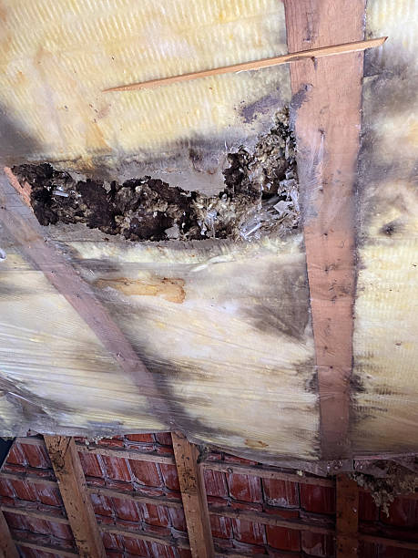 istock Damaged Attic Insulation and Debris Hole Between Wooden Beams in Ceiling 2252592905