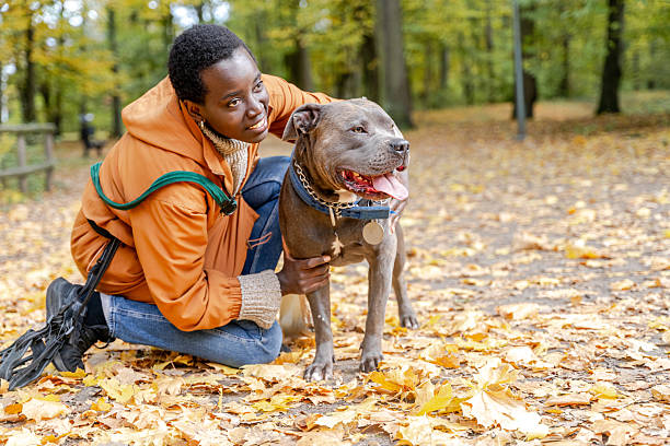 istock Smiling young woman with pit bull type dog during autumn walk 2252593308