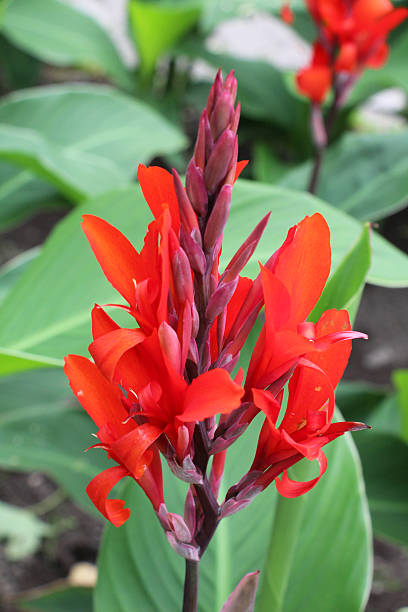 istock Red cannas are blooming on the flowerbed 2252593430