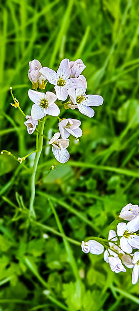 istock Delicate white cuckoo flower blossoms bloom in vibrant green grass during springtime 2252595203