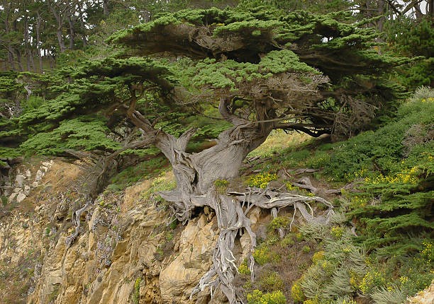 A Monterey cypress clings to the edge of a rocky cliff at Point Lobos State Natural Reserve in California, its twisted trunk and exposed roots shaped by years of coastal wind and salt spray