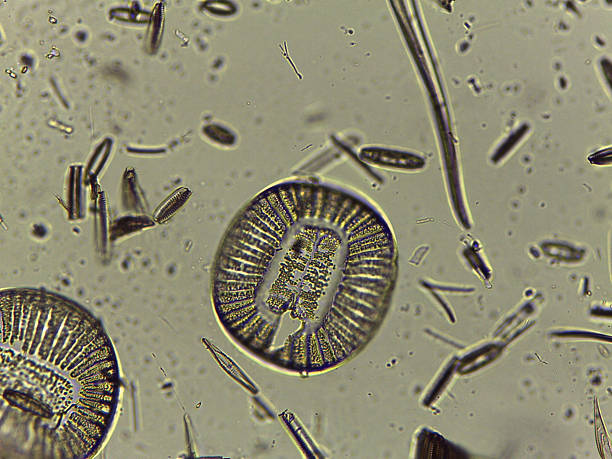 istock High Resolution Microscopic Study of Ornate Diatom Silica Frustules and Aquatic Microorgani 2252598400