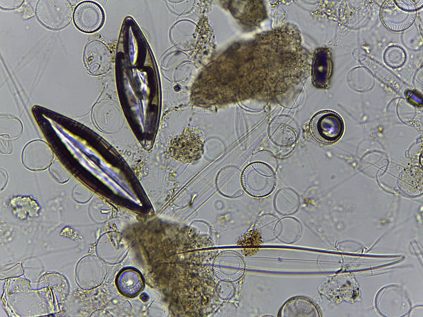 istock Microscopic Atlas of Diverse Biological Specimens Including Diatoms and Primitive Chorda 2252598863