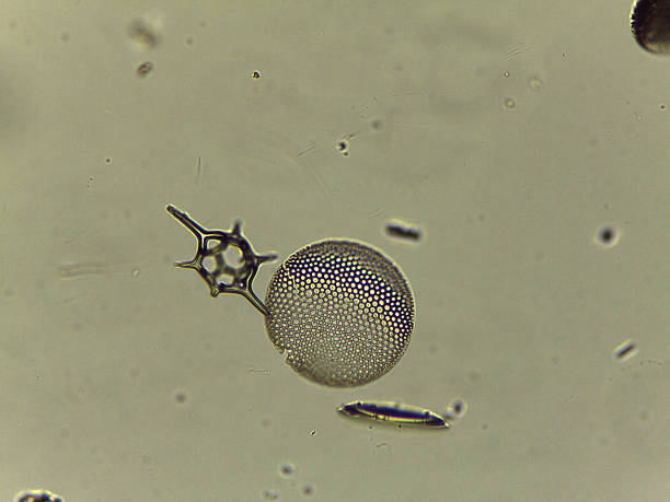 High Resolution Microscopic Study of Ornate Diatom Silica Frustules and Aquatic Microorganisms