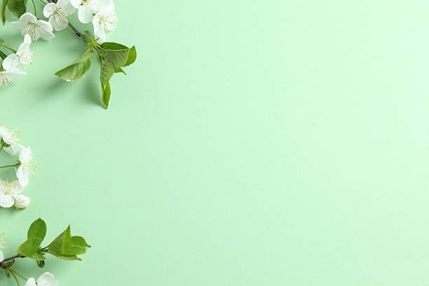 istock Fresh flowers on a green background. Spring background 2252600733