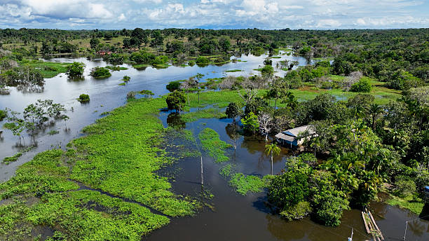 istock Stunning landscape of Amazon Forest at Amazonas State Brazil. 2252604194