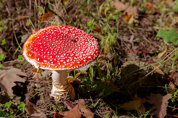 istock Red death cap with white spots 2252605275