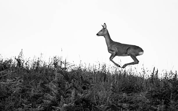 Roe Deer In The Air (Capreolus Capreolus)