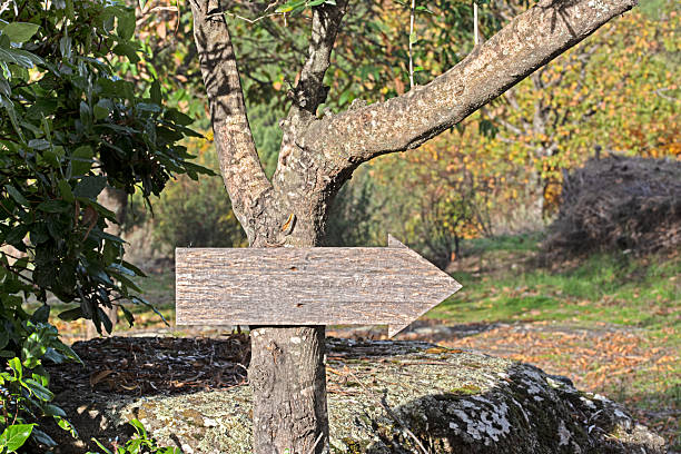 Wooden arrow with no text among trees