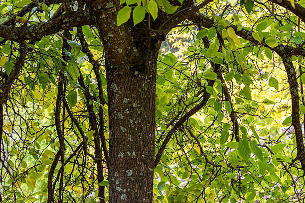 Cherry birch with yellow leaves in autumn