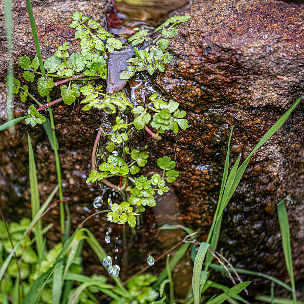 Watercress plant by the water, Helosciadium nodiflorum in a humid environment