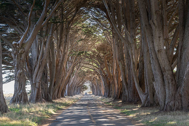 istock Cypress Tree Tunnel at Point Reyes 2252606780