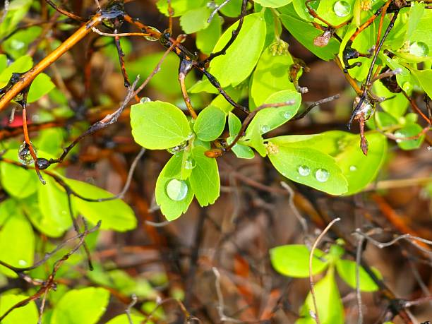 Spirea branch the morning after rain shower.