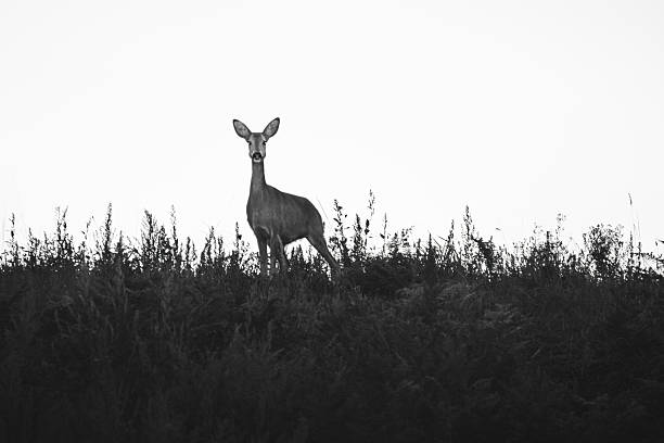 istock Like A Deer In The Headlights (Capreolus Capreolus) 2252611137