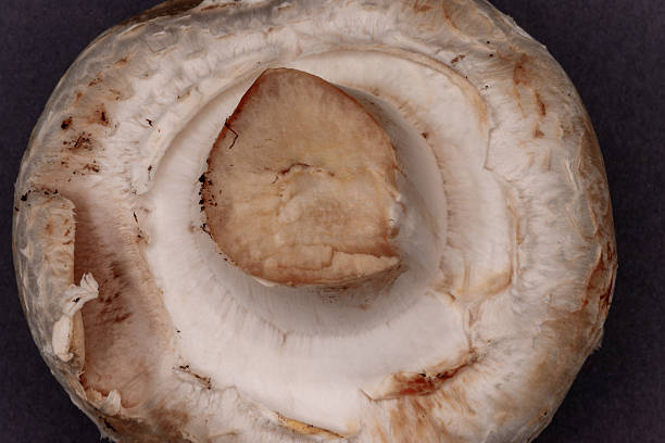 Mushroom underside revealing intricate textures of gills and stem