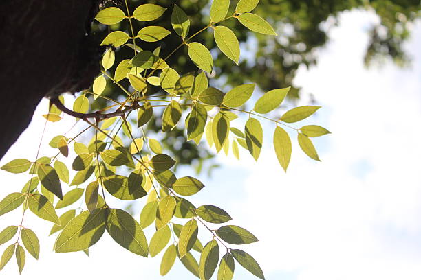 istock Close-up of tree leaves illuminated in an epic way by sunlight 2252616711