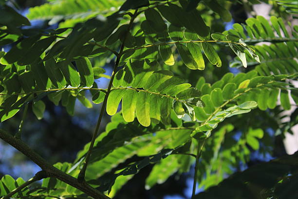 istock Close-up of tree leaves illuminated in an epic way by sunlight 2252616773