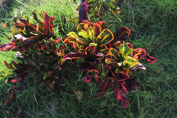 istock Croton bushes illuminated in an epic way by sunlight 2252617876