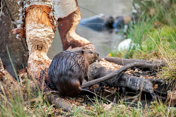 Busy Beaver