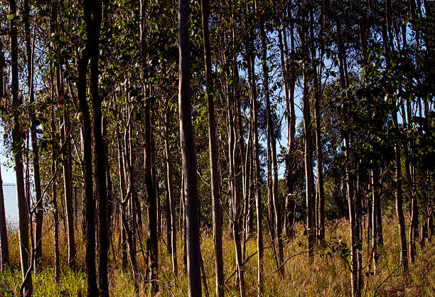 A dense stand of tall eucalyptus trees grows in a sun-dappled forest with dry grass on the ground in Sydney, NSW, Australia. (Photo by Tara Chand Malhotra)