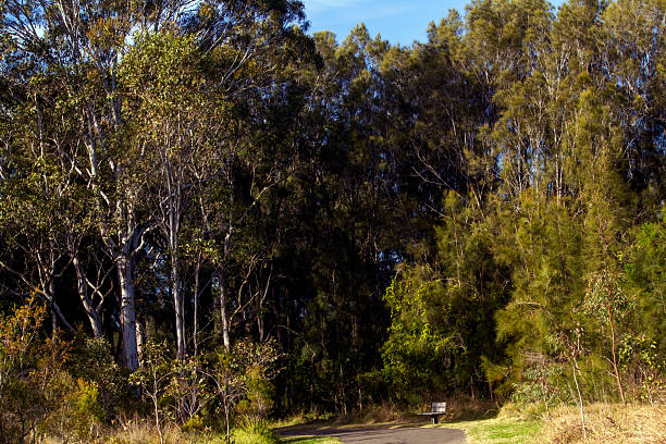 A dense stand of tall eucalyptus trees grows in a sun-dappled forest with dry grass on the ground in Sydney, NSW, Australia. (Photo by Tara Chand Malhotra)