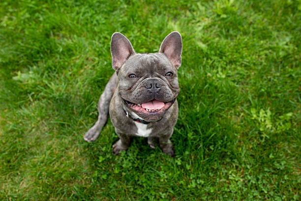 French Bulldog Sitting on Green Grass. Cute French Bulldog Outdoors on Lawn. Playful French Bulldog Relaxing on Grass. Adorable French Bulldog in Natural Outdoor Setting.
