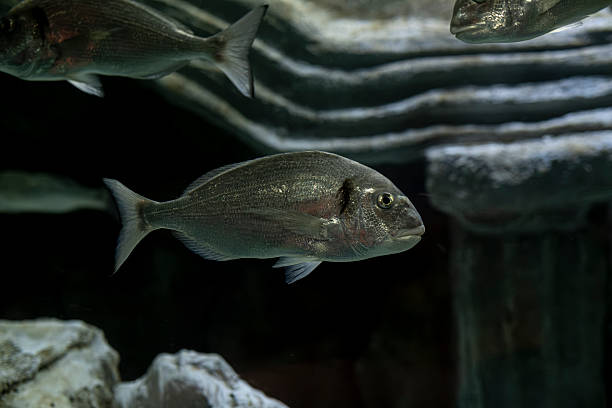 istock Mediterranean seabream fish in aquarium setting. 2252621327