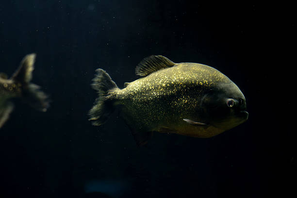 Colossoma macropomum is a species of freshwater ray-finned fish in the subfamily Serrasalminae, the family Characidae, the only species in the genus Colossoma.